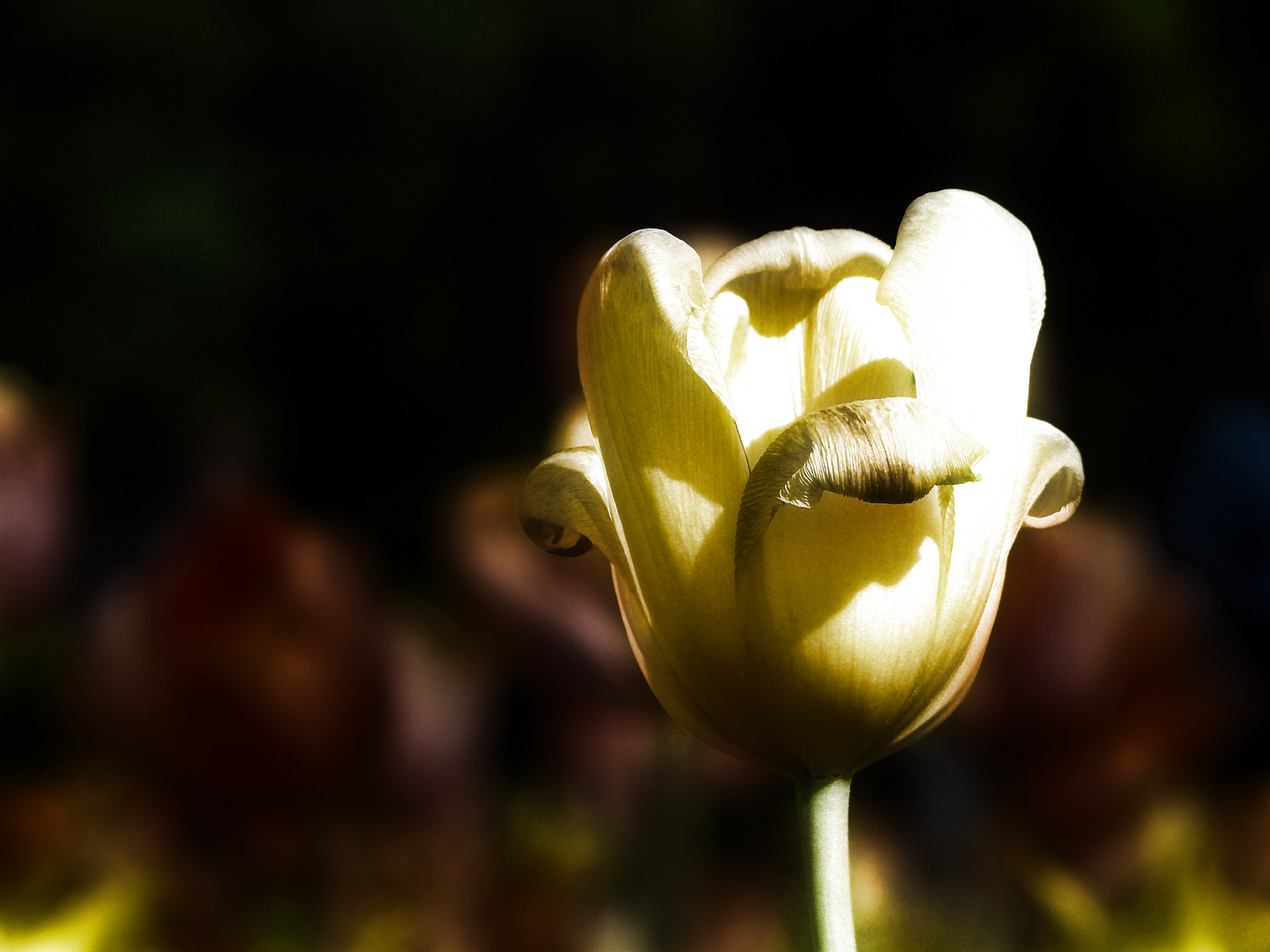 Die Tulpe