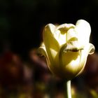 Die Tulpe