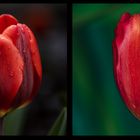 Die Tulpe