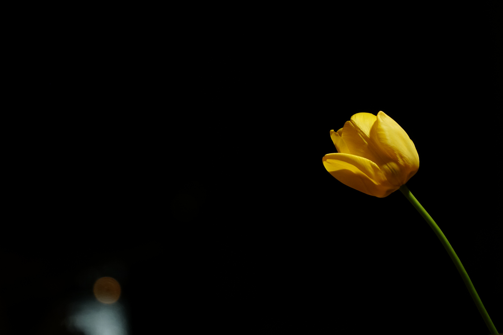 Die Tulpe 