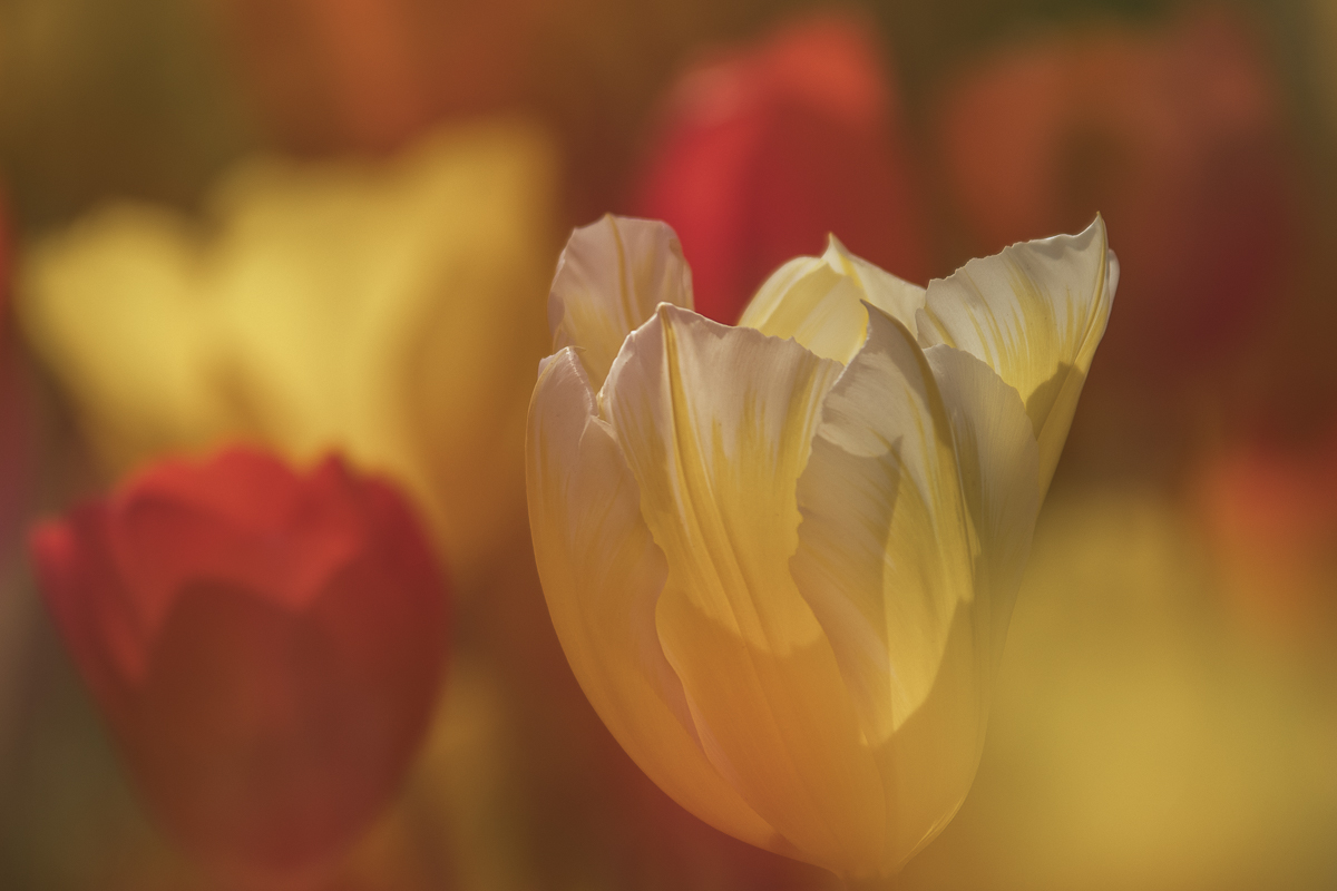 Die Tulpe | gelb