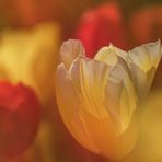 Die Tulpe | gelb