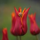 > die tulpe hat besuch 