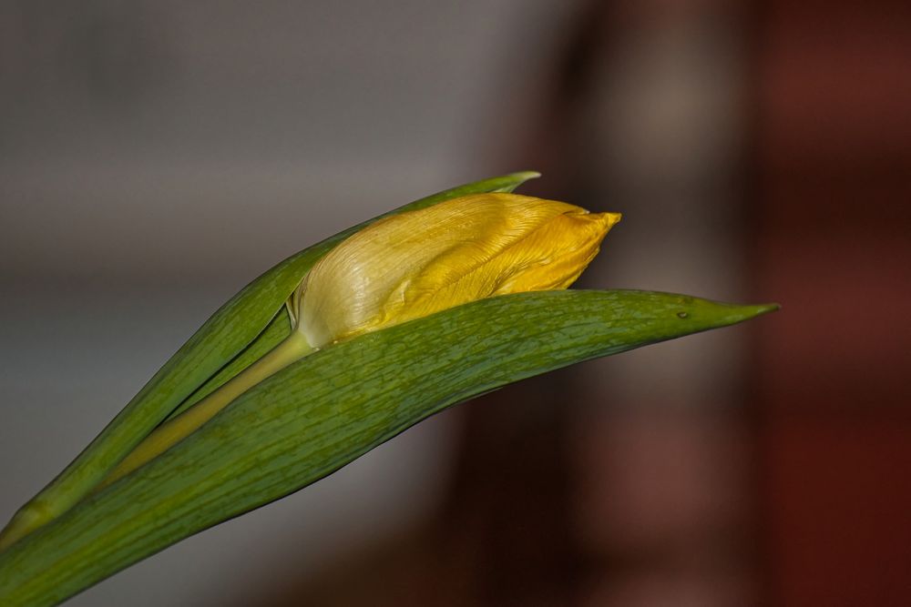 Die Tulpe im Februar Foto & Bild pflanzen, pilze & flechten, blüten