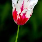 Die Tulpe im Garten Nebenan