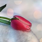 Die Tulpe im Schnee