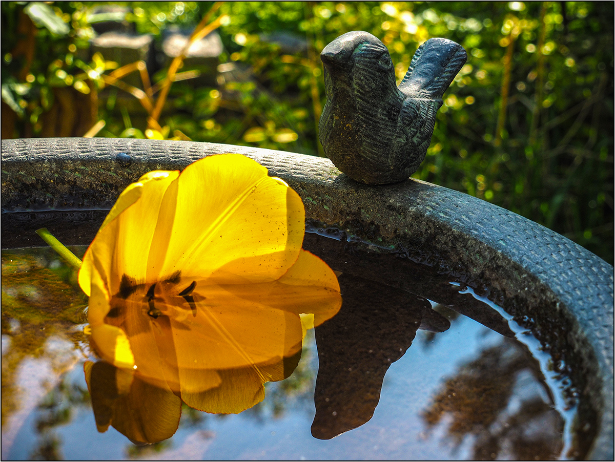 Die Tulpe im Vogelbad