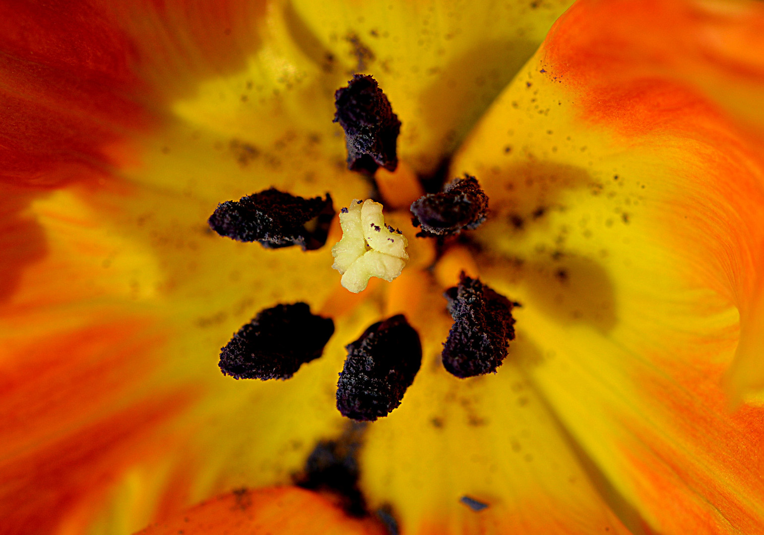 Die Tulpe in orange