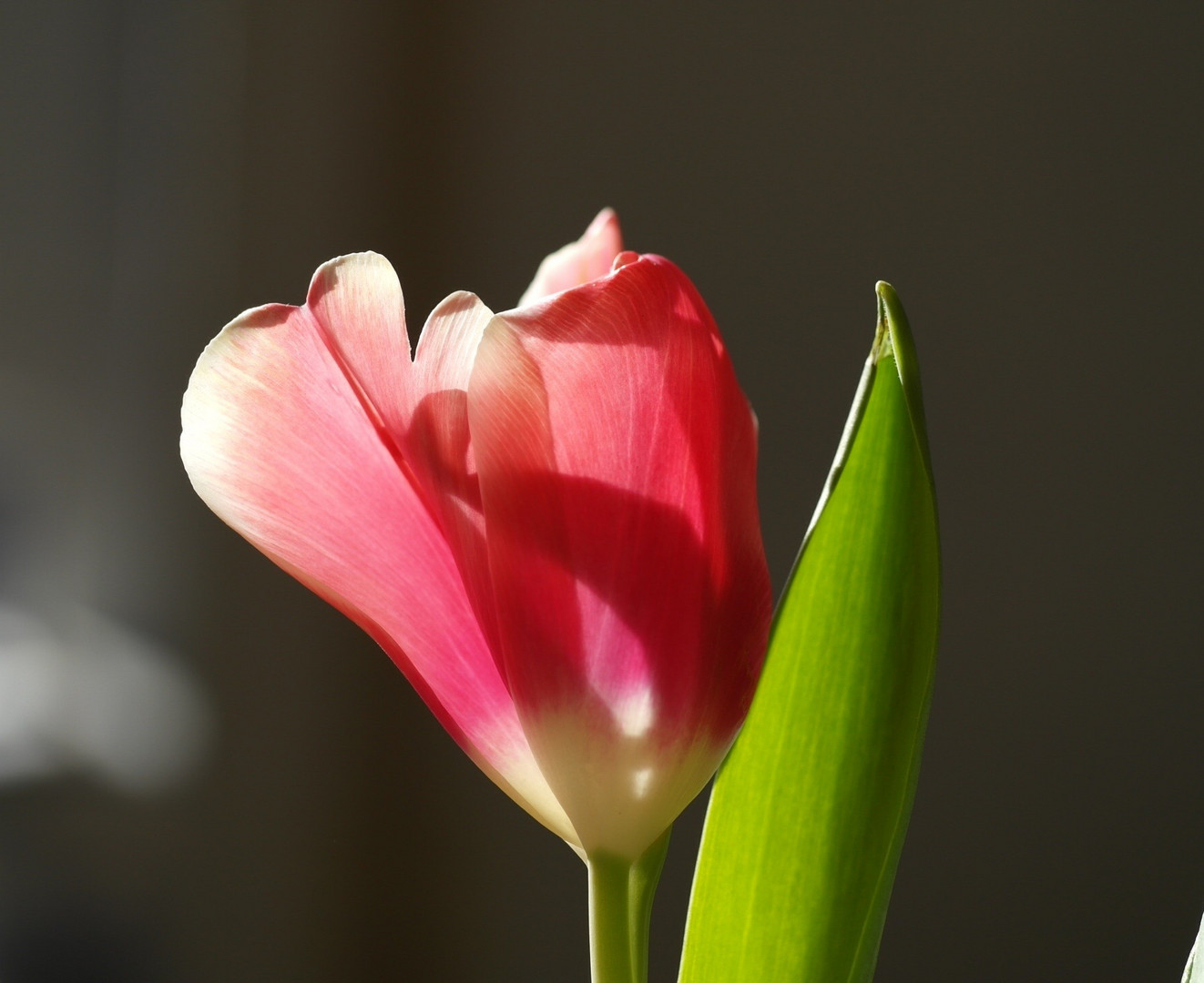 Die Tulpe - Königin der Frühlingsblumen