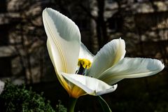 die Tulpe öffnet sich