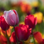 Die Tulpe | pink