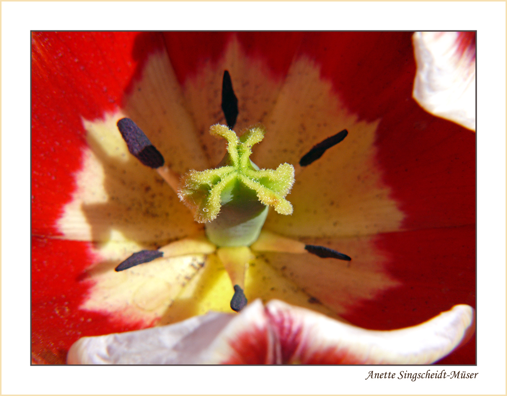 Die Tulpe ( Tulipa)