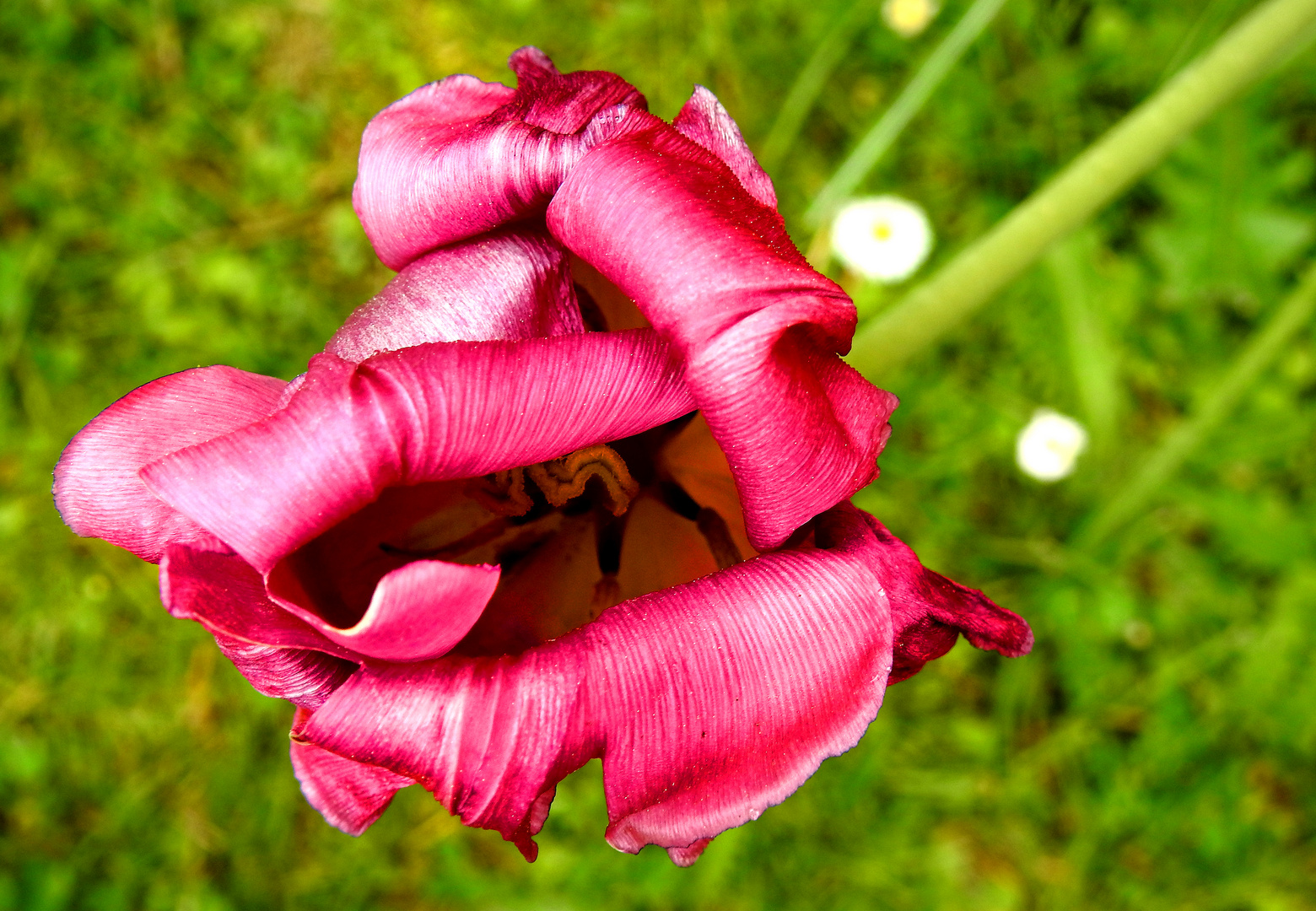 Die Tulpe und ihre Verwandlungsfähigkeit 1
