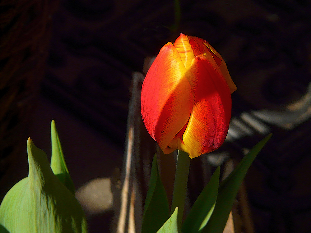 Die Tulpe vor dem Hauseingang