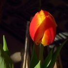 Die Tulpe vor dem Hauseingang