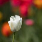 Die Tulpe | weiß