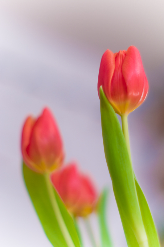 die Tulpen...