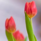 die Tulpen...