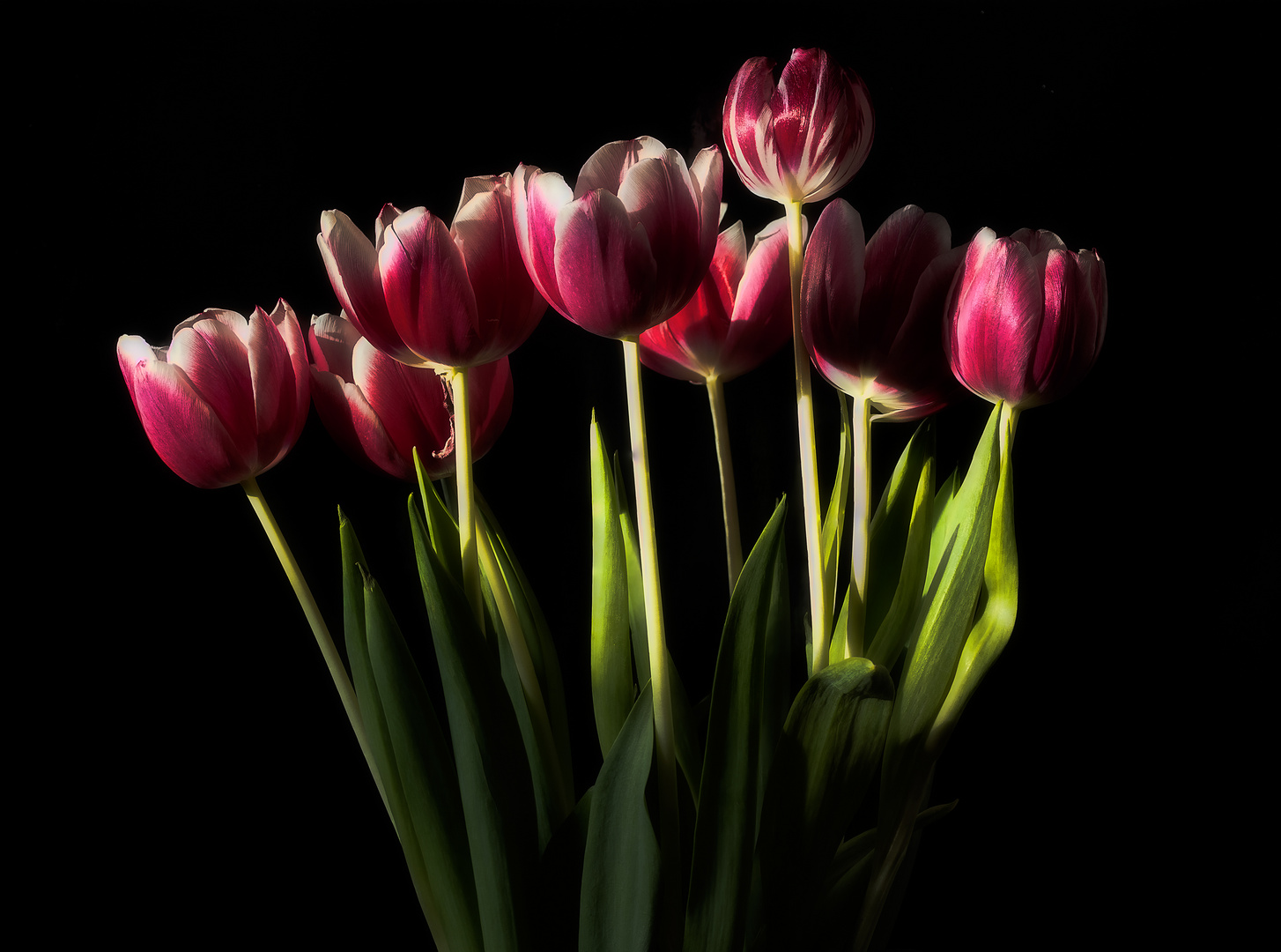 Die Tulpen 