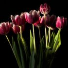 Die Tulpen 
