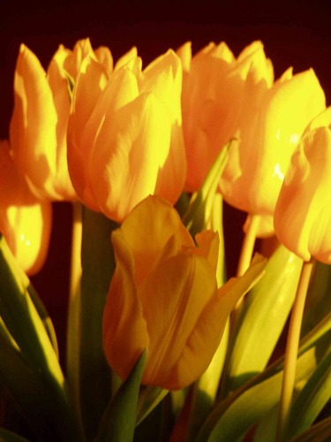 Die Tulpen