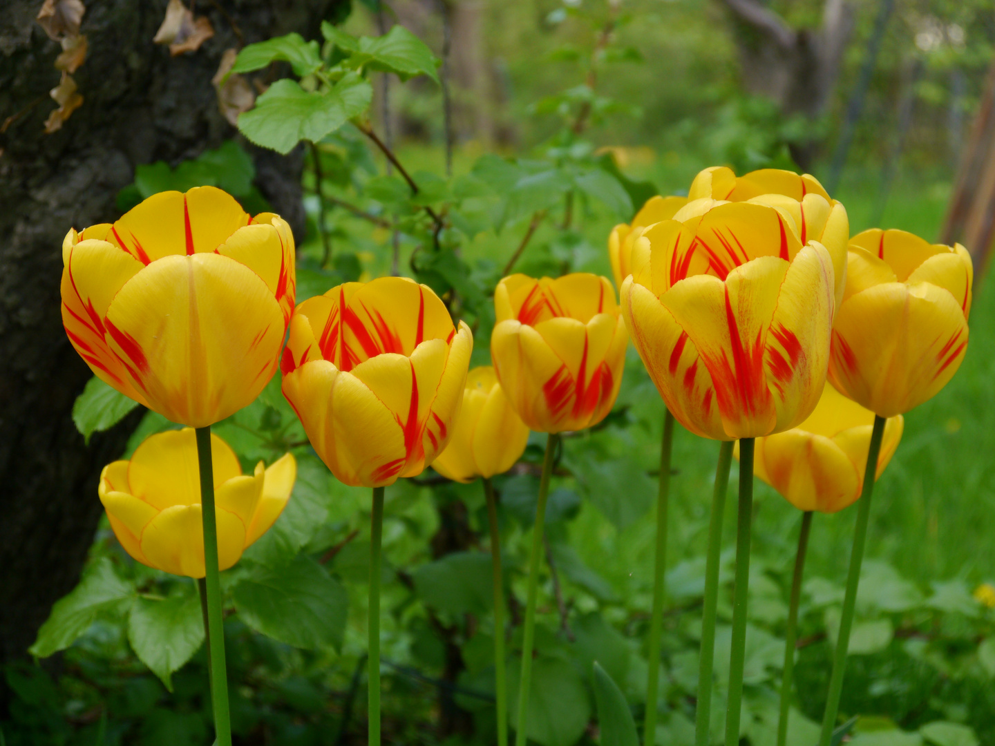 Die Tulpen am Apfelbaum