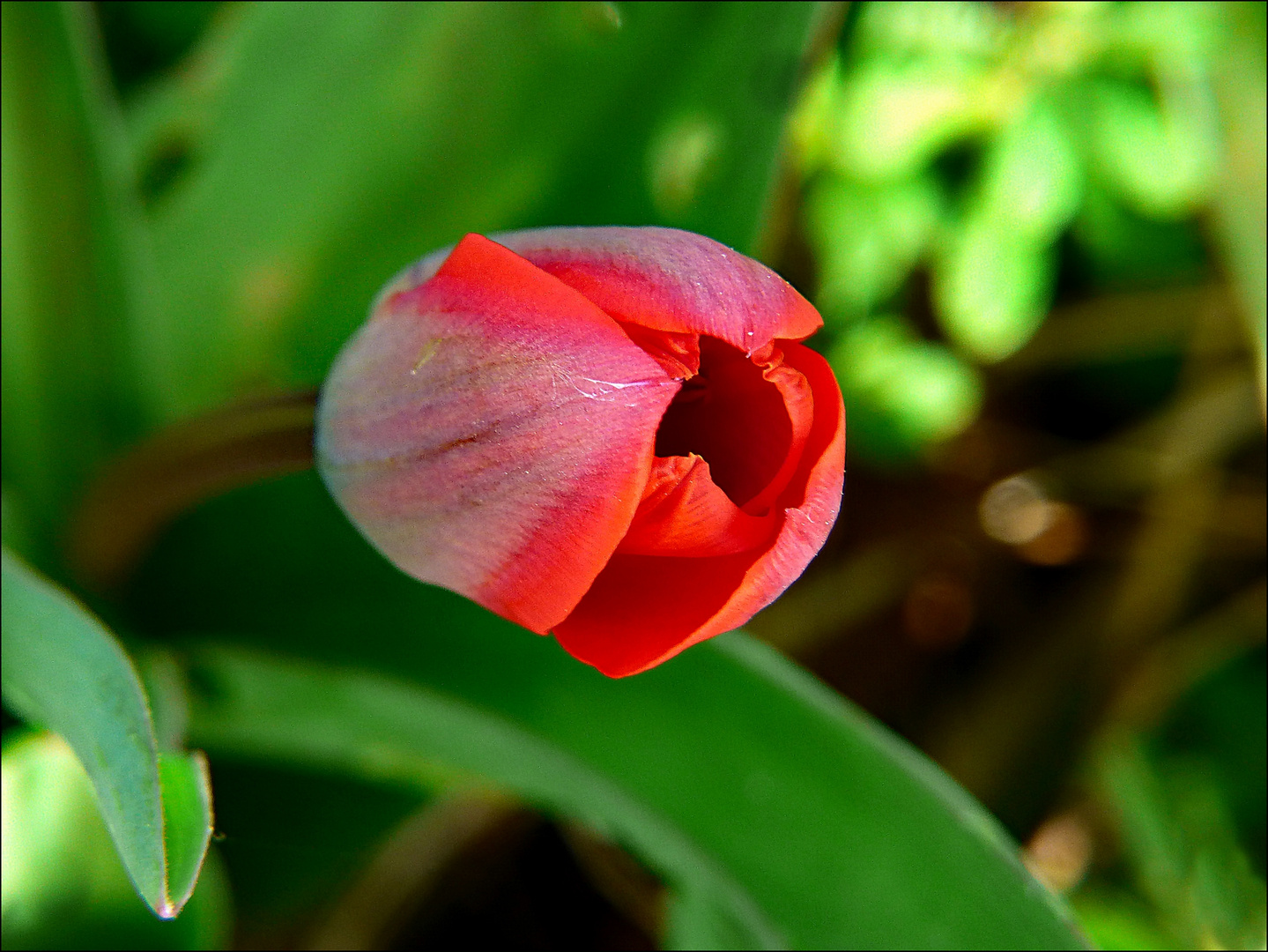 Die Tulpen blühen ...