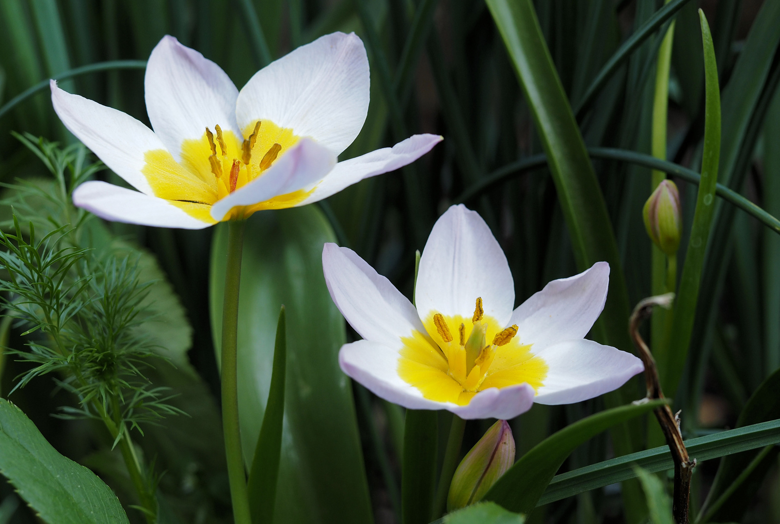 Die Tulpen blühen .... 