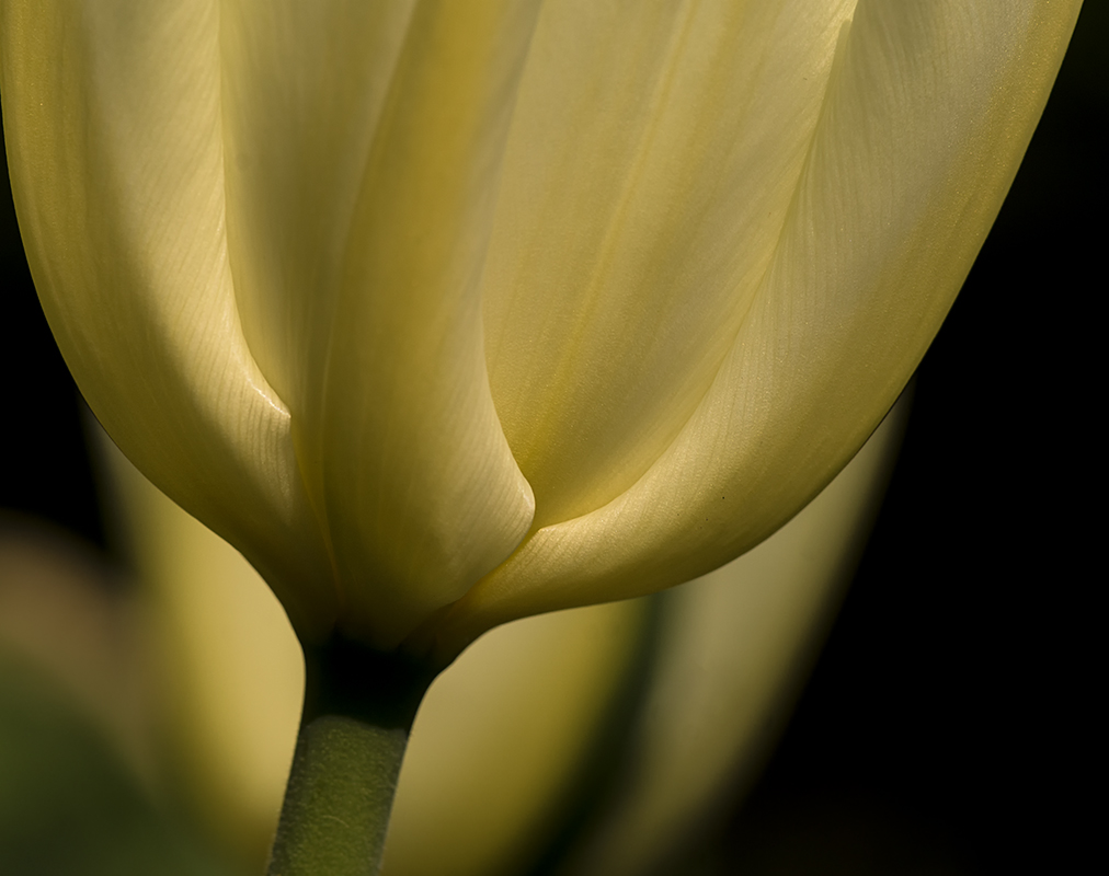 Die Tulpen blühen