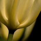 Die Tulpen blühen