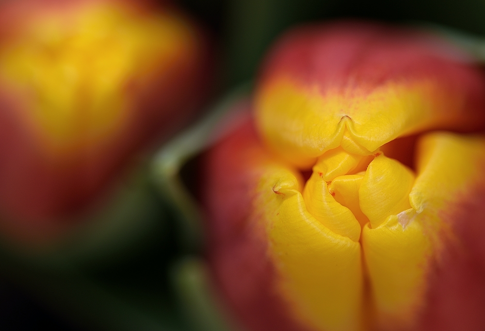 Die Tulpen blühen jetzt in der Blumenhalle auf dem Gartenschaugelände in Kaiserslautern.