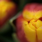 Die Tulpen blühen jetzt in der Blumenhalle auf dem Gartenschaugelände in Kaiserslautern.