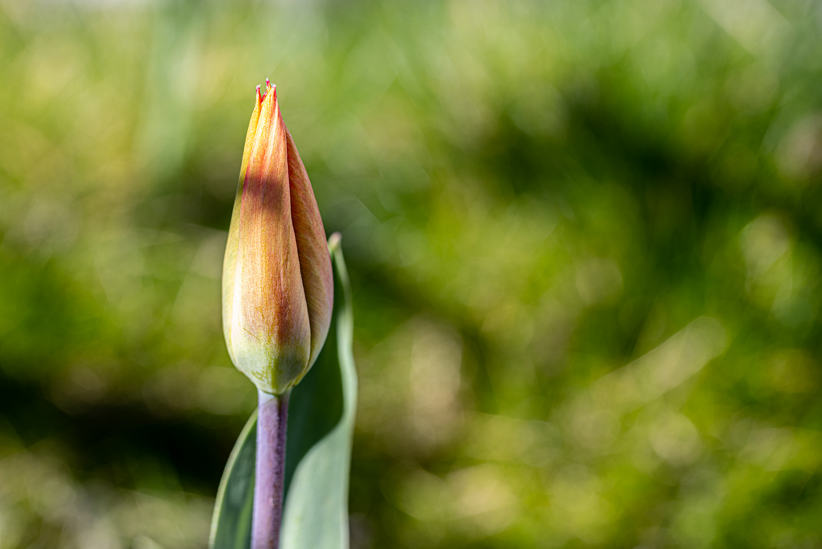 Die Tulpen