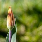 Die Tulpen