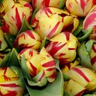 Die Tulpen einmal anders 1