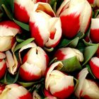 Die Tulpen einmal anders 2