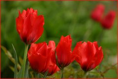 Die Tulpe(n)...........