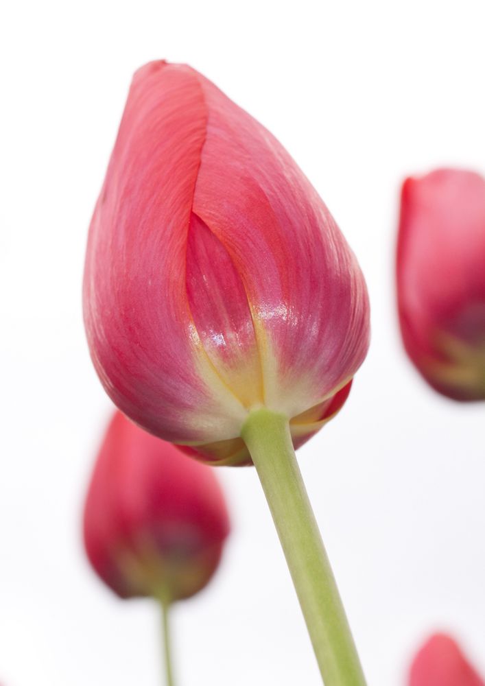 die Tulpen im Britzer Garten