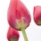 die Tulpen im Britzer Garten