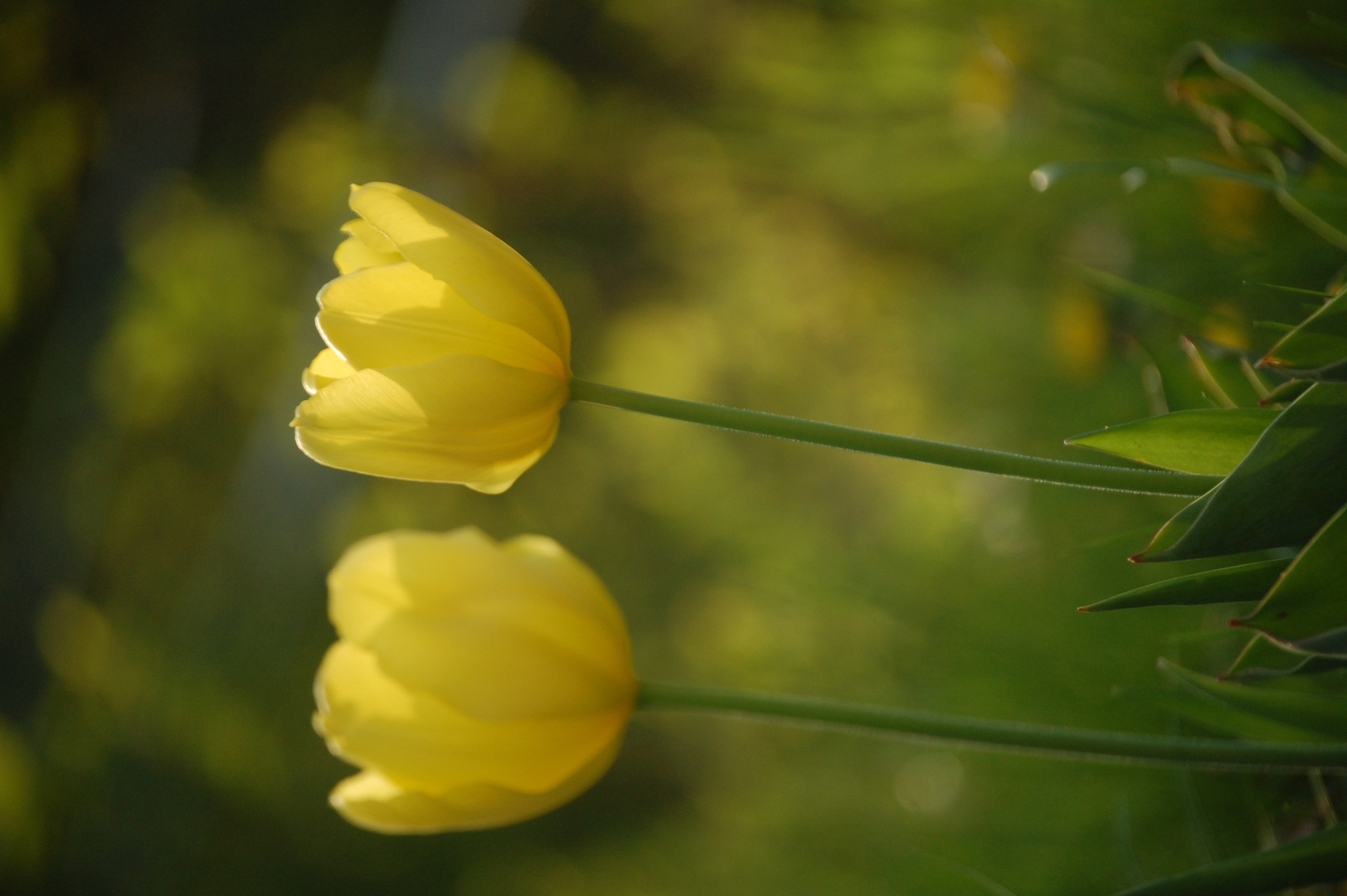 Die Tulpen im Frühling