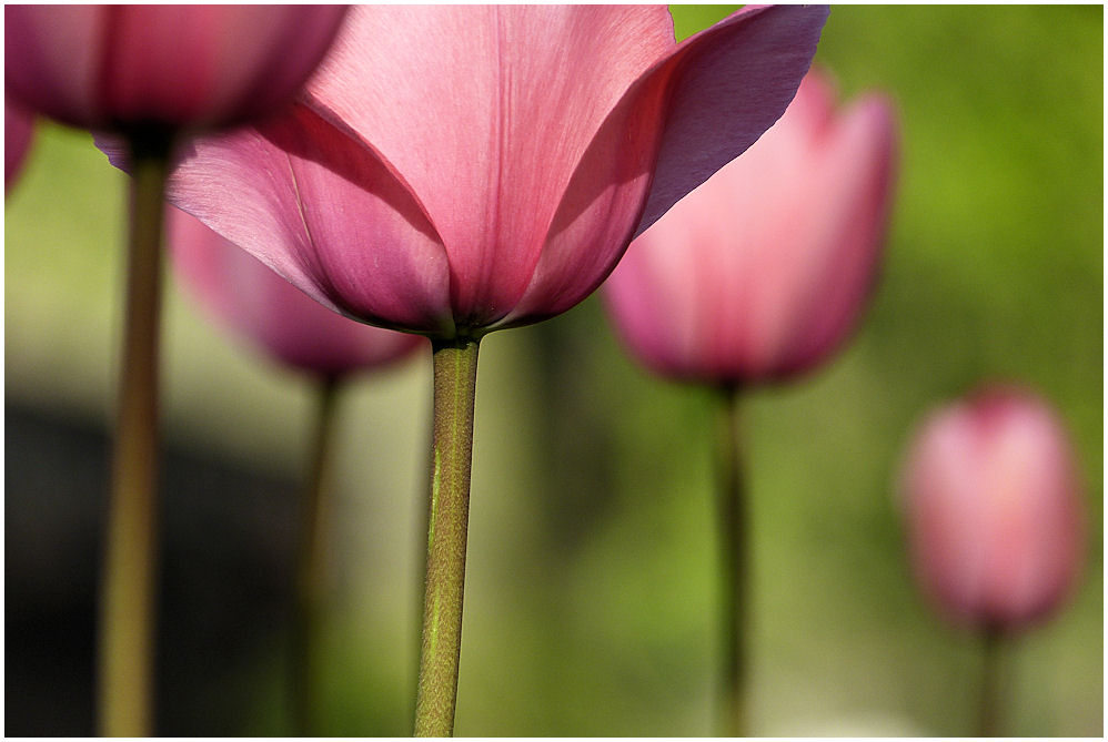 Die Tulpen im Park