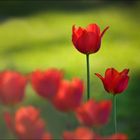 Die Tulpen in Nachbars Garten