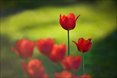 Die Tulpen in Nachbars Garten