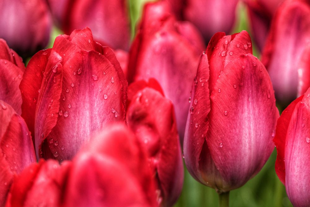 Die Tulpen in unserem Garten....