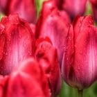 Die Tulpen in unserem Garten....