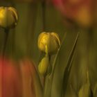 Die Tulpen | Knospen