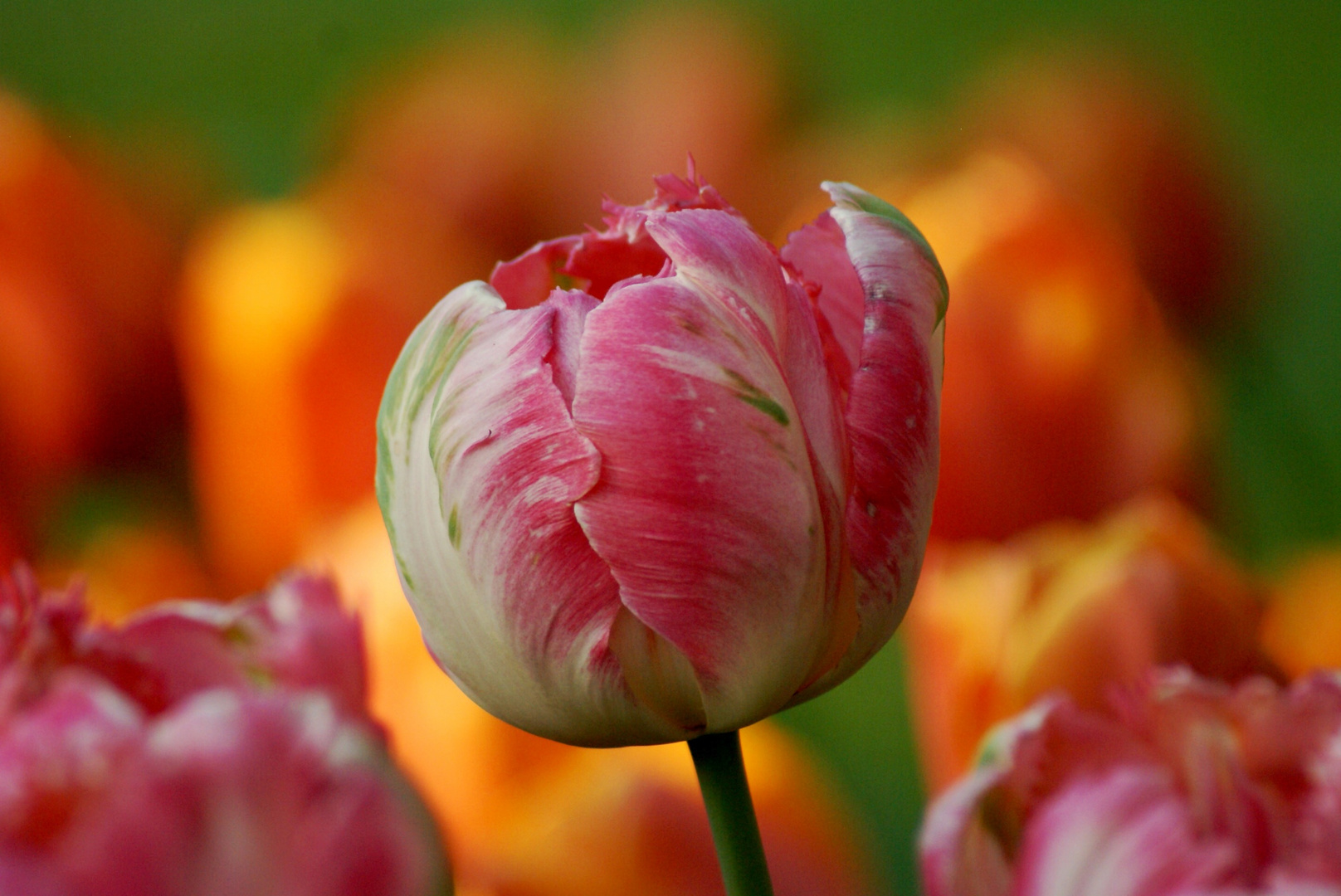 Die Tulpen Königin