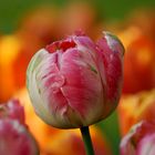 Die Tulpen Königin