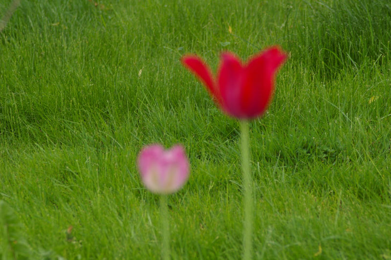Die Tulpen mal nicht im Vordergrund