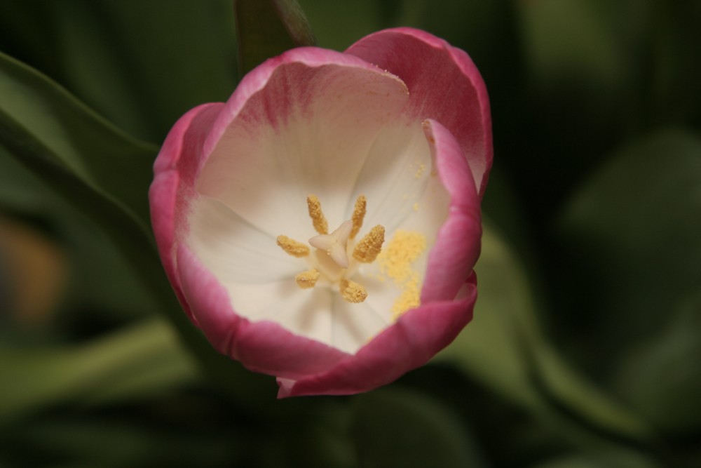 Die Tulpen meiner Frau 1